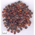 fruit de Schisandra Chinensis séché